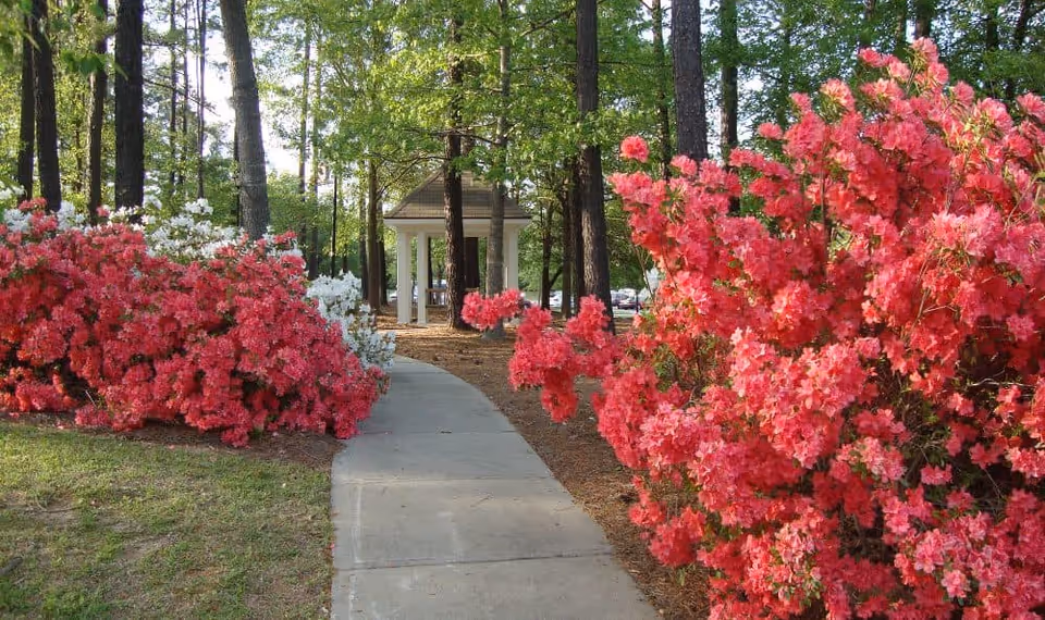 A concrete pathway lined with vibrant pink and white flowering bushes leads through a wooded area with tall trees to a small white gazebo in the background.