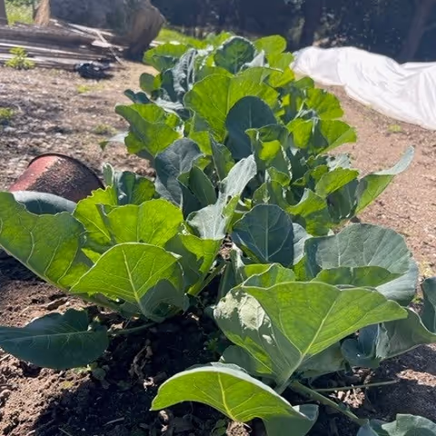 Close-up view of green leafy plants growing in a garden bed with soil and some wooden logs in the background under sunlight.
