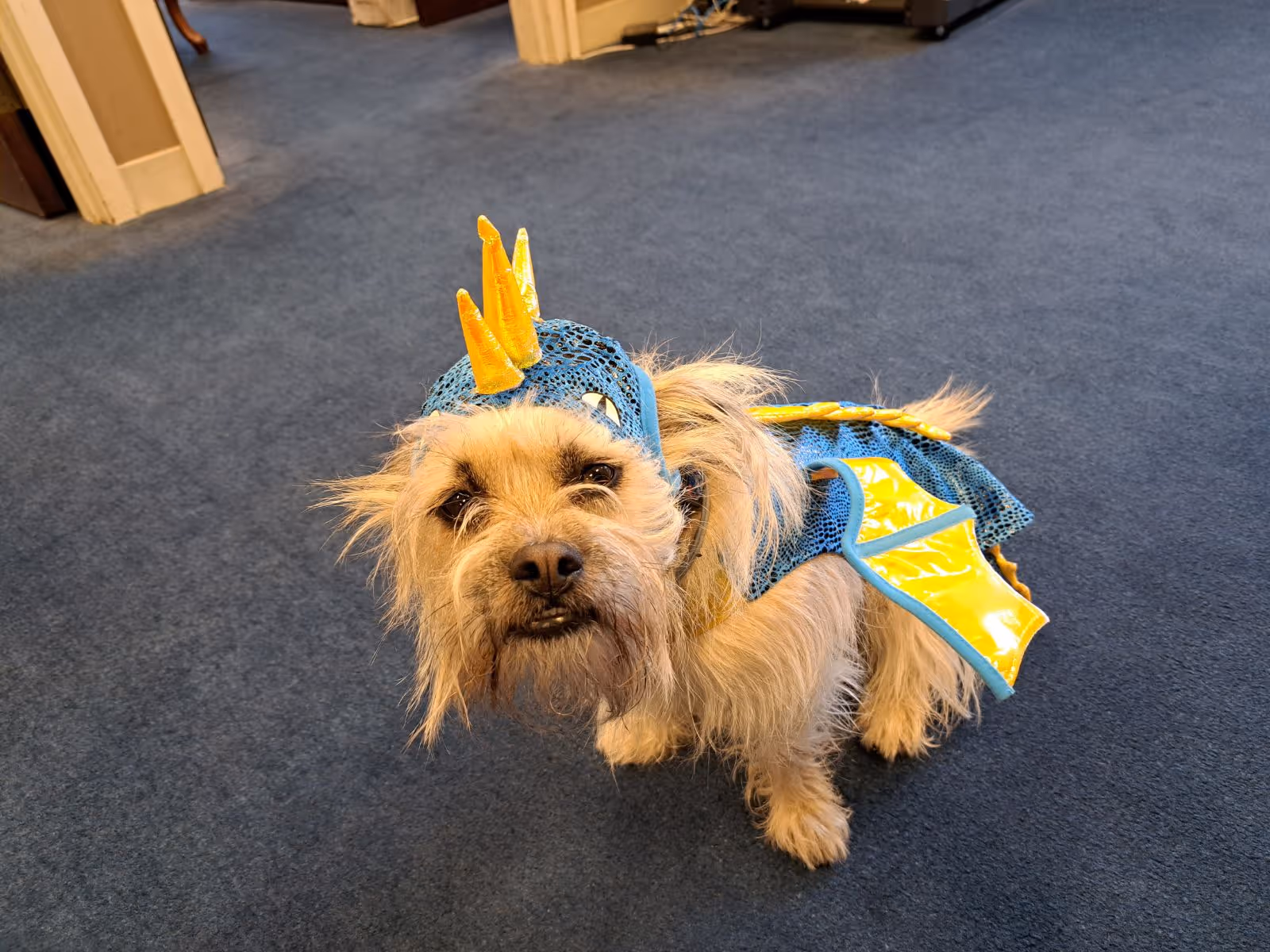 Small scruffy dog wearing a blue and yellow dragon costume standing on a blue carpeted floor inside a facility.