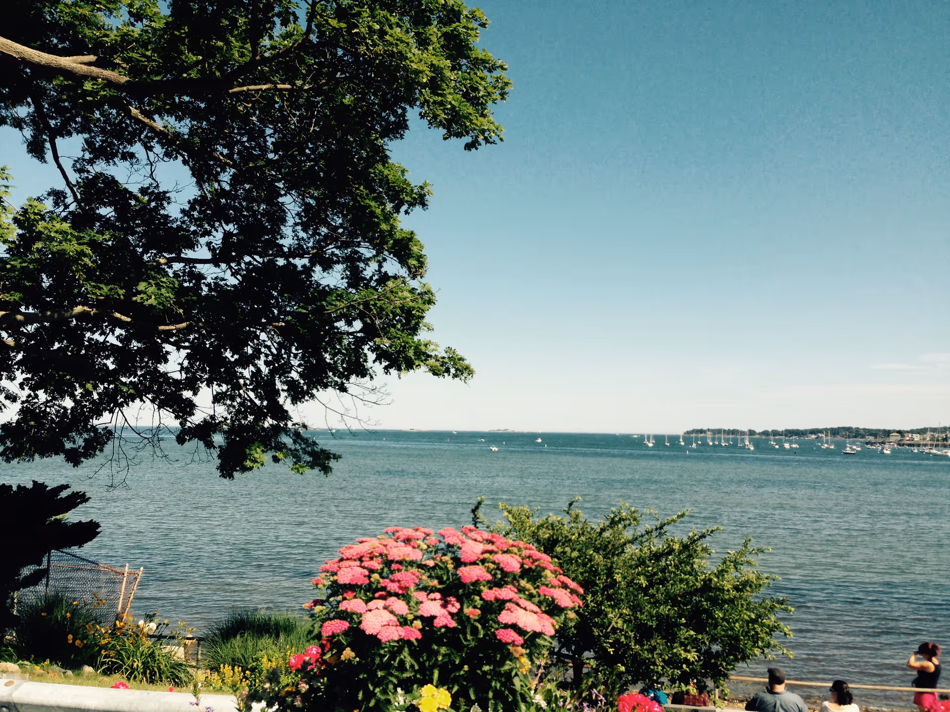 Seaside view with flowering bushes and a large tree in the foreground and sailboats on the water.