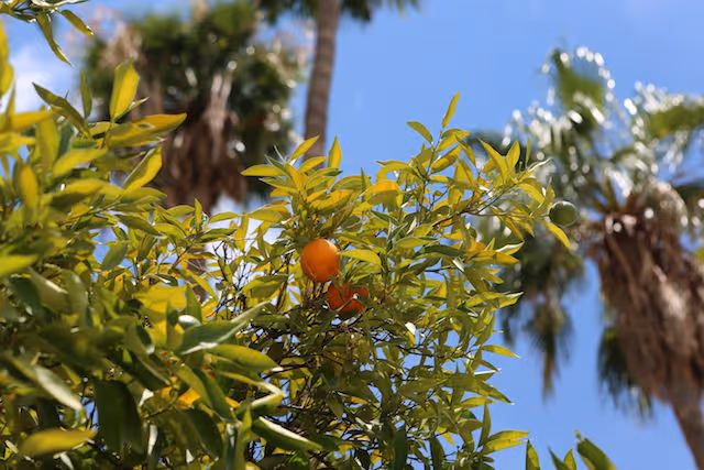 Close-up view of green leaves and orange fruit on a tree branch with palm trees and a clear blue sky in the background.