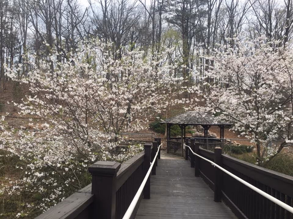 A wooden walkway with handrails on both sides leading to a gazebo surrounded by blooming white flowering trees and a forested area in the background.
