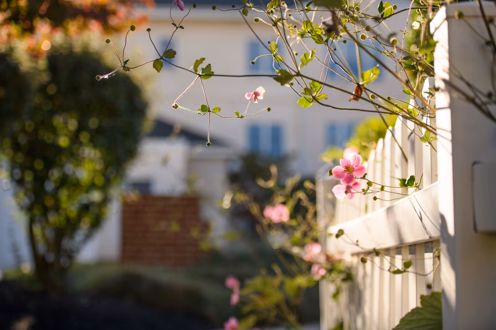 Close-up of pink flowers and green leaves growing on a white wooden fence with a blurred background of a building and garden.