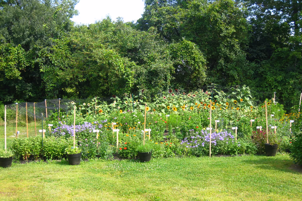 A colorful flower and vegetable garden with sunflowers and labeled stakes in front of a tree line.
