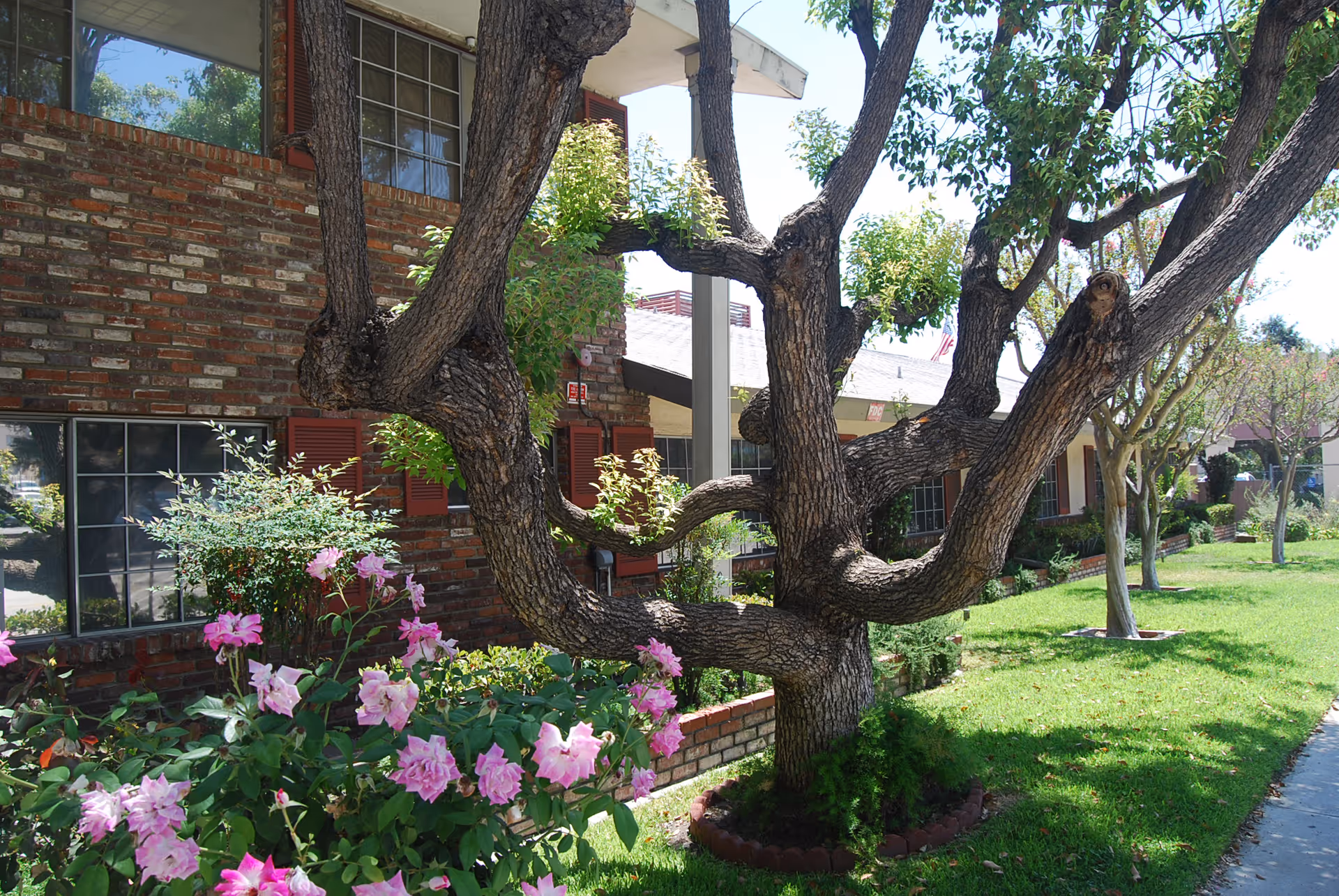 A large gnarled tree and pink flowering shrubs in front of a brick transitional care building with a grassy lawn.