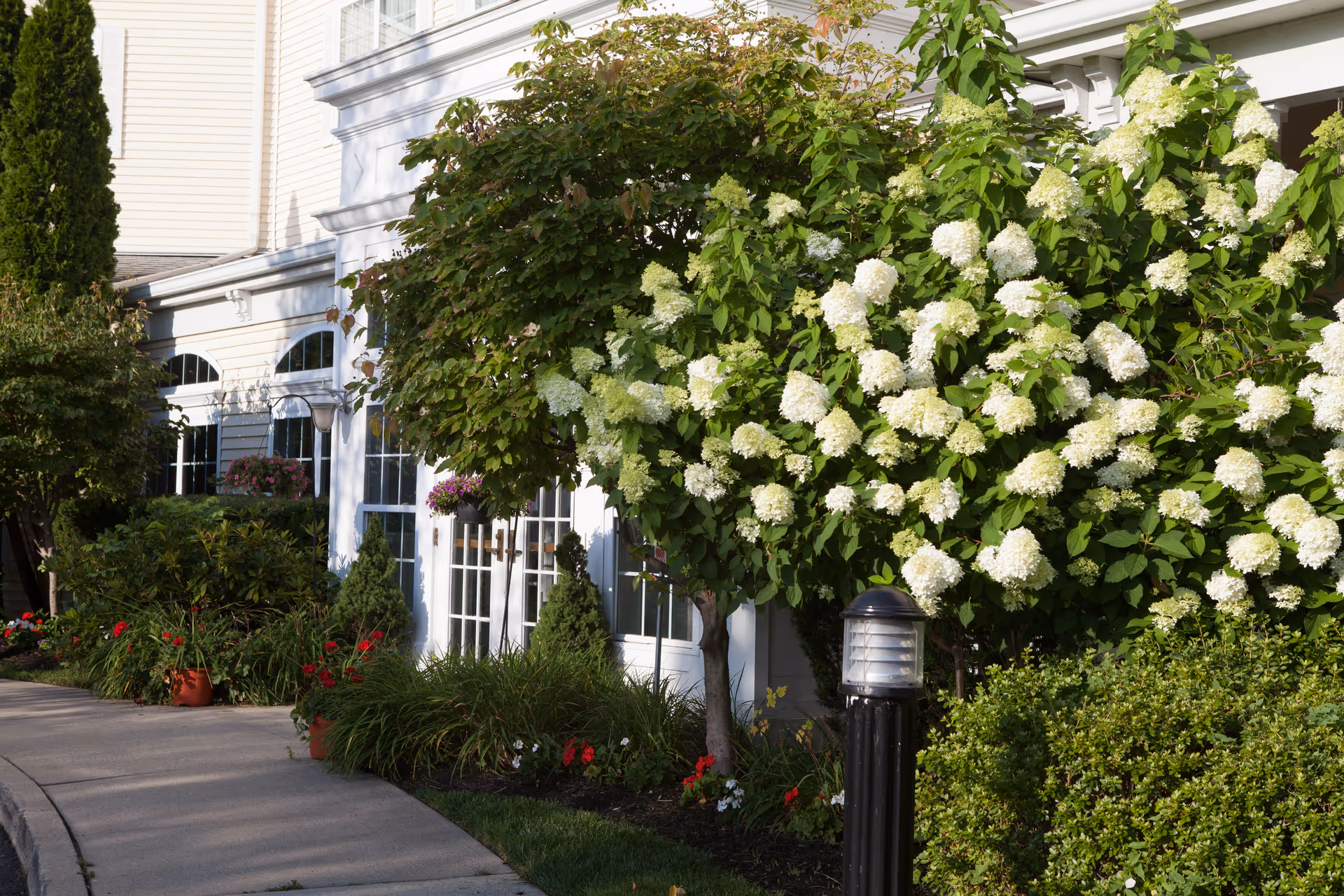 Exterior view of Van Dyk Park Place showing a walkway alongside a building with large windows and white trim. The area is landscaped with green bushes, trees, and white flowering plants under natural daylight.