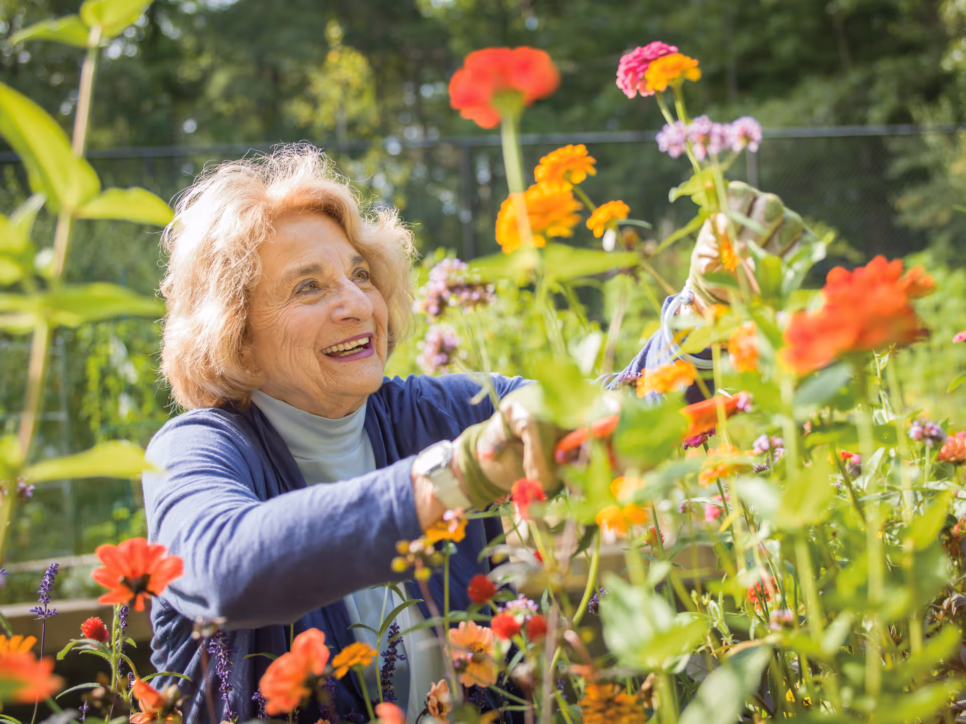 An elderly woman with light curly hair wearing a blue cardigan and gloves is happily tending to colorful flowers in a garden with green trees in the background.