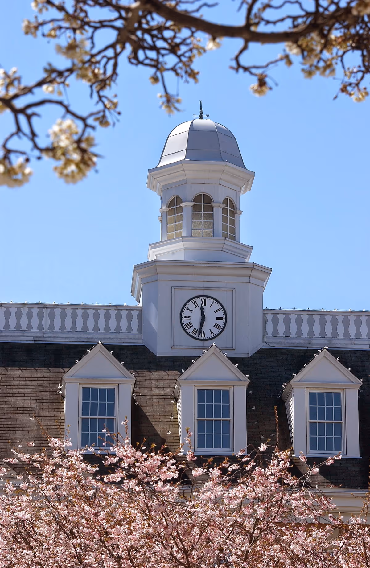 Clock tower with a white cupola and three dormer windows on a building roof, framed by blooming pink cherry blossom branches under a clear blue sky.