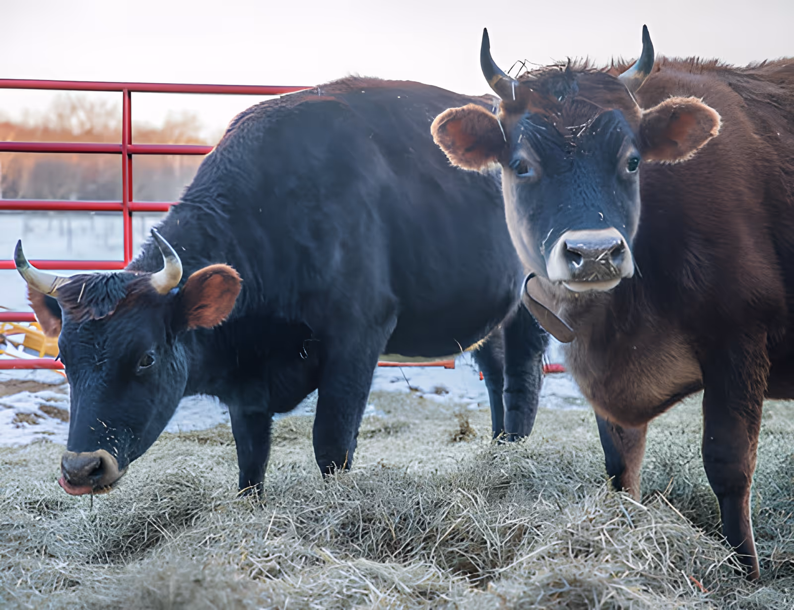 Two cows standing on hay in an outdoor fenced area with a red metal fence in the background and some snow on the ground.