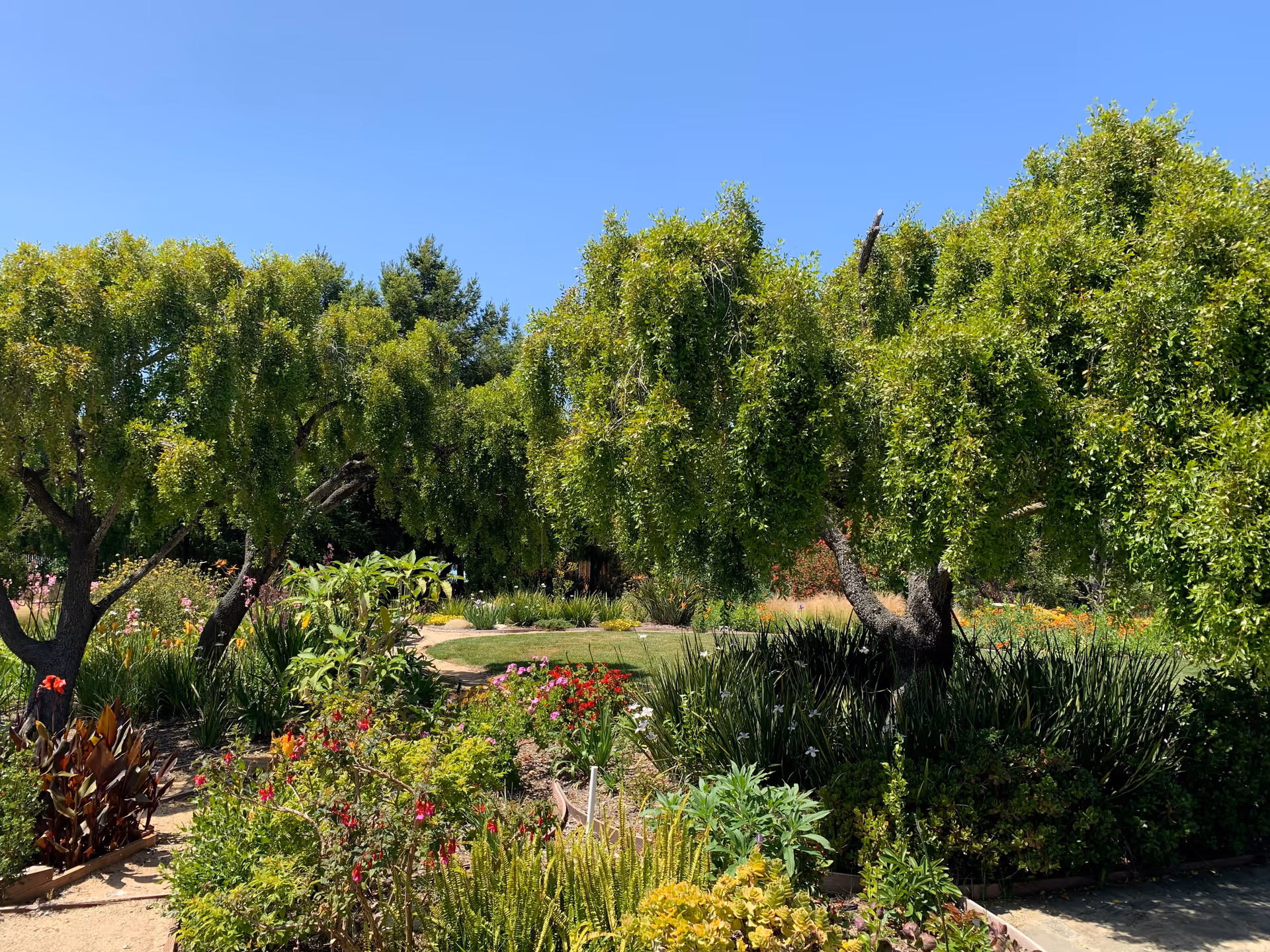 Sunlit garden with lush, drooping trees, colorful flowering beds and a winding path under a clear blue sky.