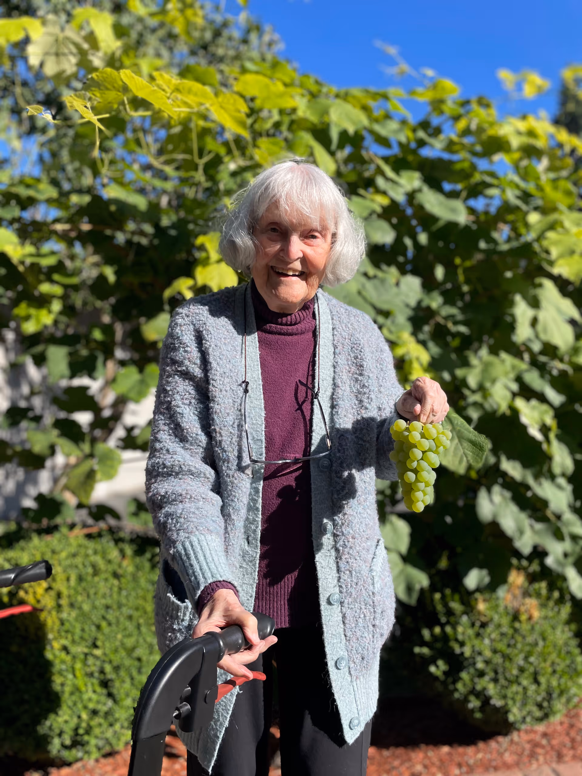 An elderly woman with white hair standing outdoors in front of green grapevines, smiling and holding a bunch of green grapes in one hand and a walker with the other. She is wearing a light blue cardigan over a purple sweater.