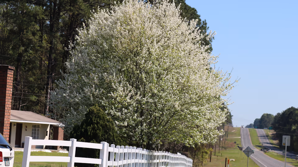 A large white-blossomed tree beside a white fence along a rural road with a house and trees in the background.