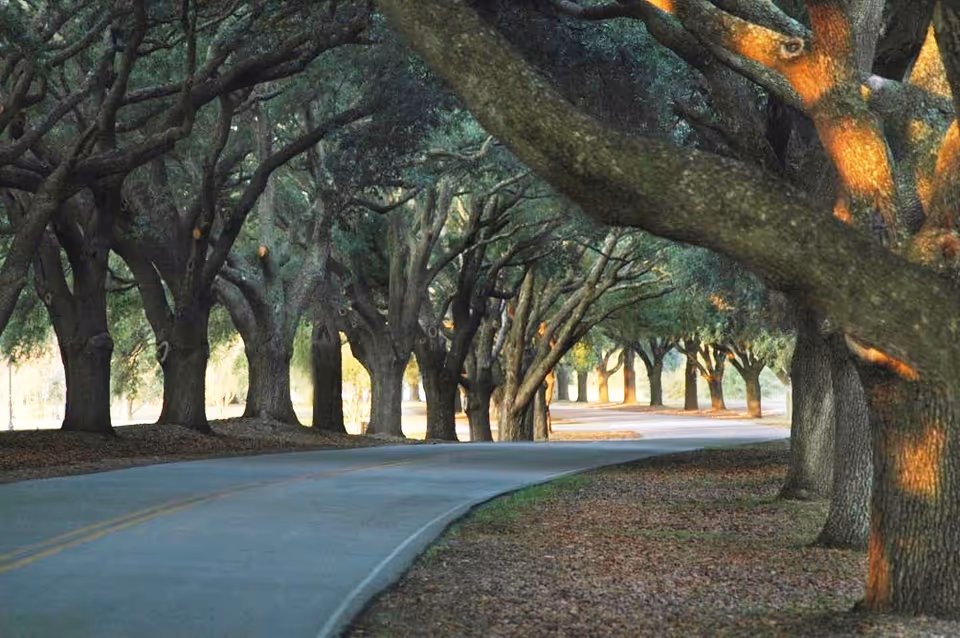 A winding paved road lined with large oak trees on both sides, creating a canopy of branches and leaves overhead. The ground is covered with fallen leaves and the scene is bathed in soft natural light.