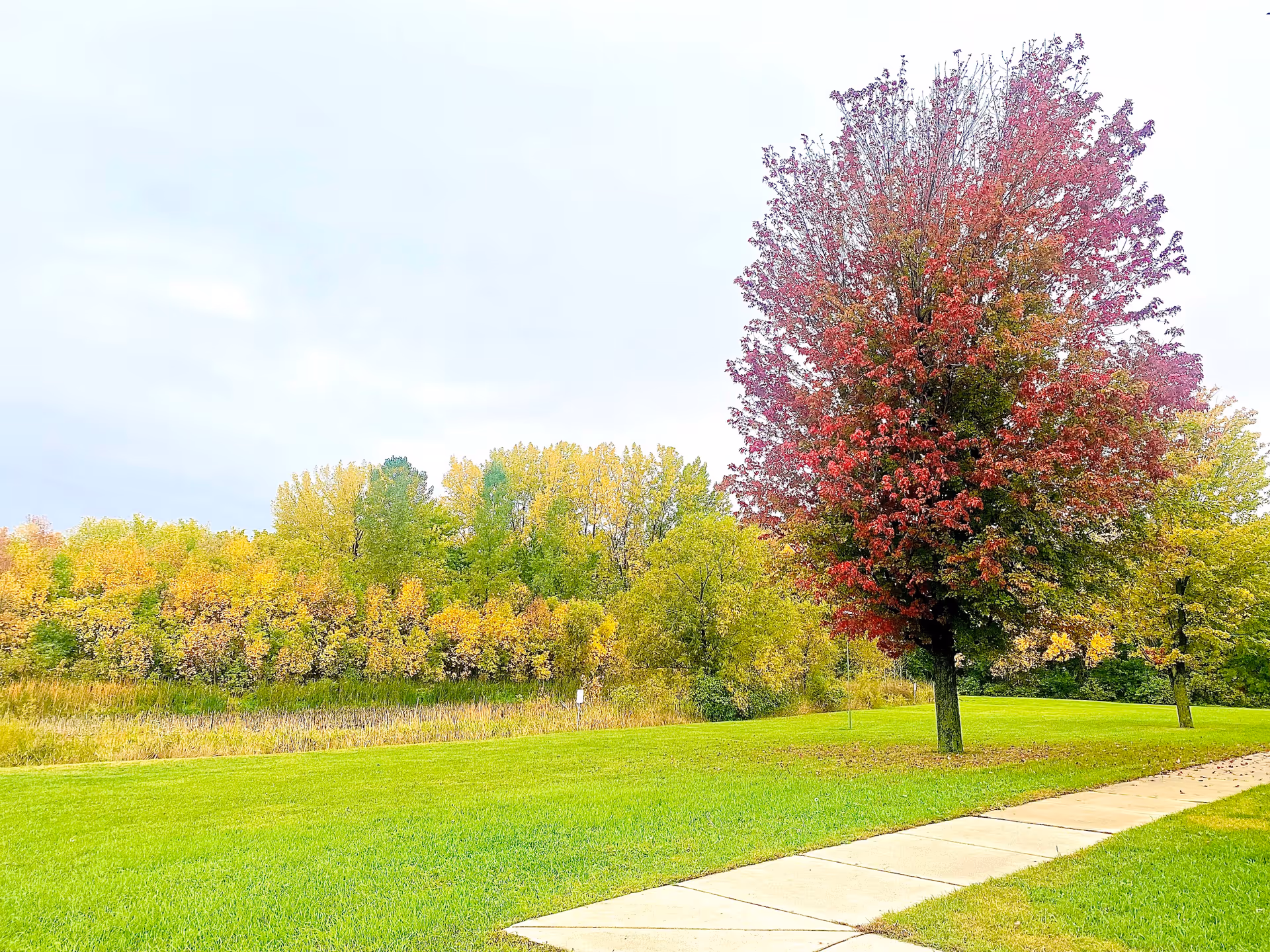 A grassy lawn with a sidewalk and trees, including one with red autumn leaves, under a pale sky.