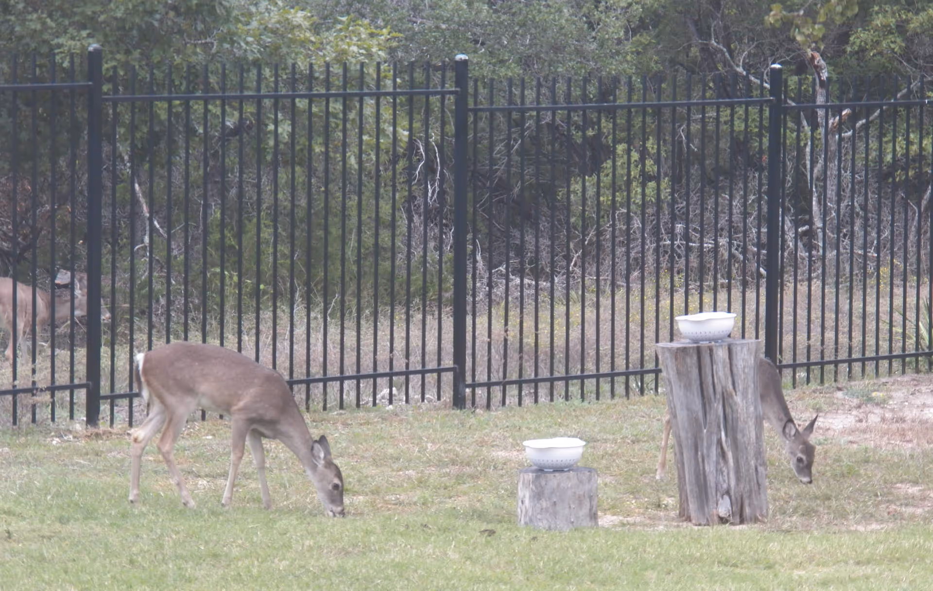 Two deer grazing on grass near a black metal fence with trees and bushes in the background. There are two white bowls placed on tree stumps in the grassy area.