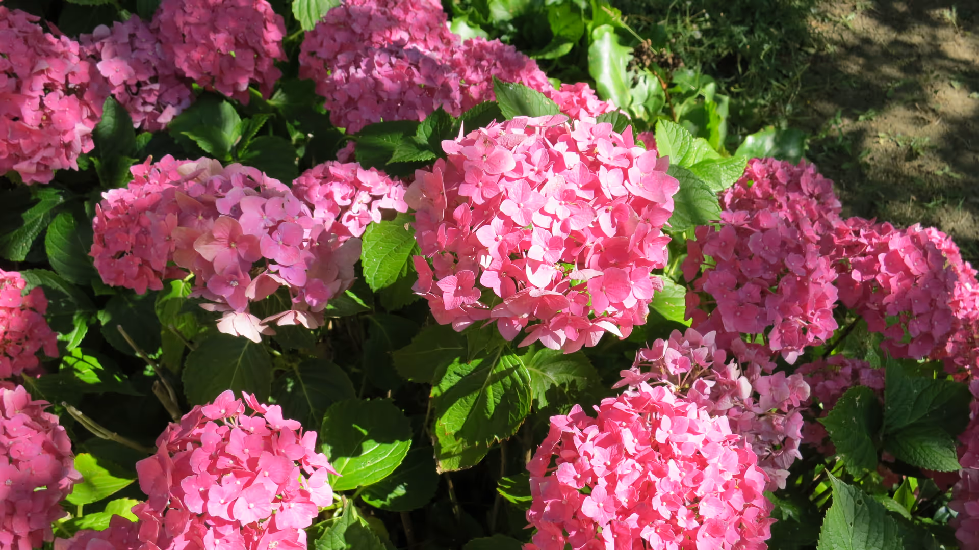A cluster of bright pink hydrangea flowers with green leaves in sunlight.