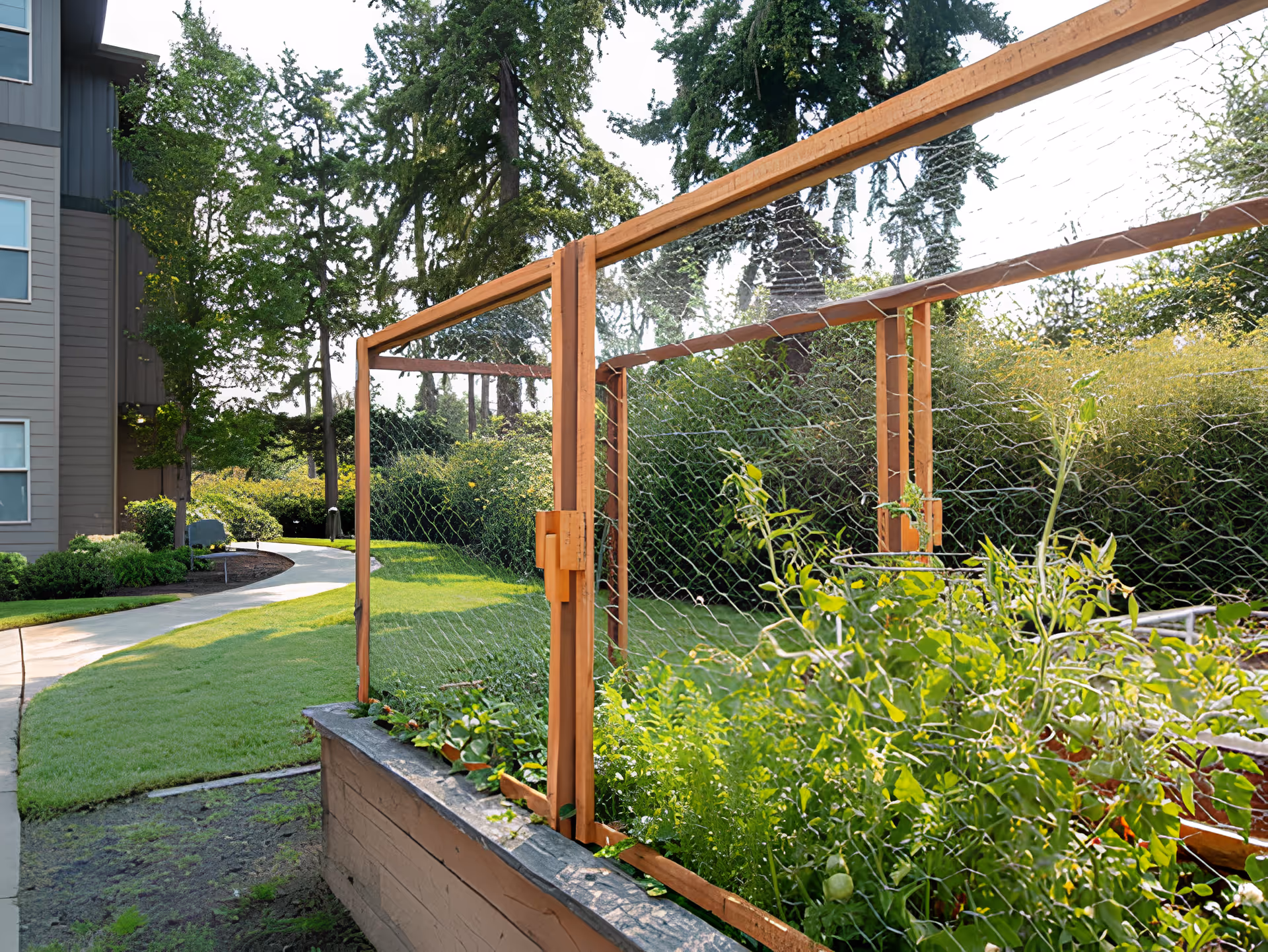 A raised garden bed with various green plants and a wooden trellis with wire mesh for plant support, situated outdoors near a paved walkway and surrounded by trees and bushes. Part of a multi-story building is visible on the left side.