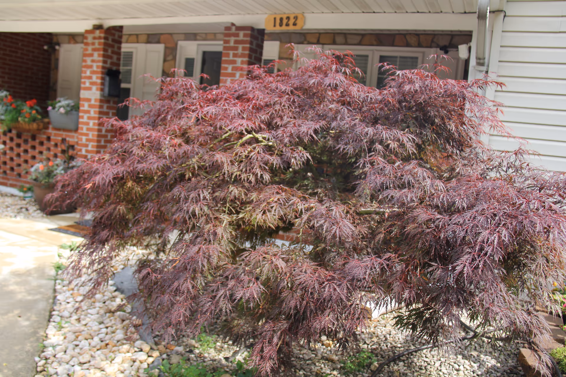 A purple Japanese maple tree in front of a covered porch and brick columns of a residence with house number 1822.