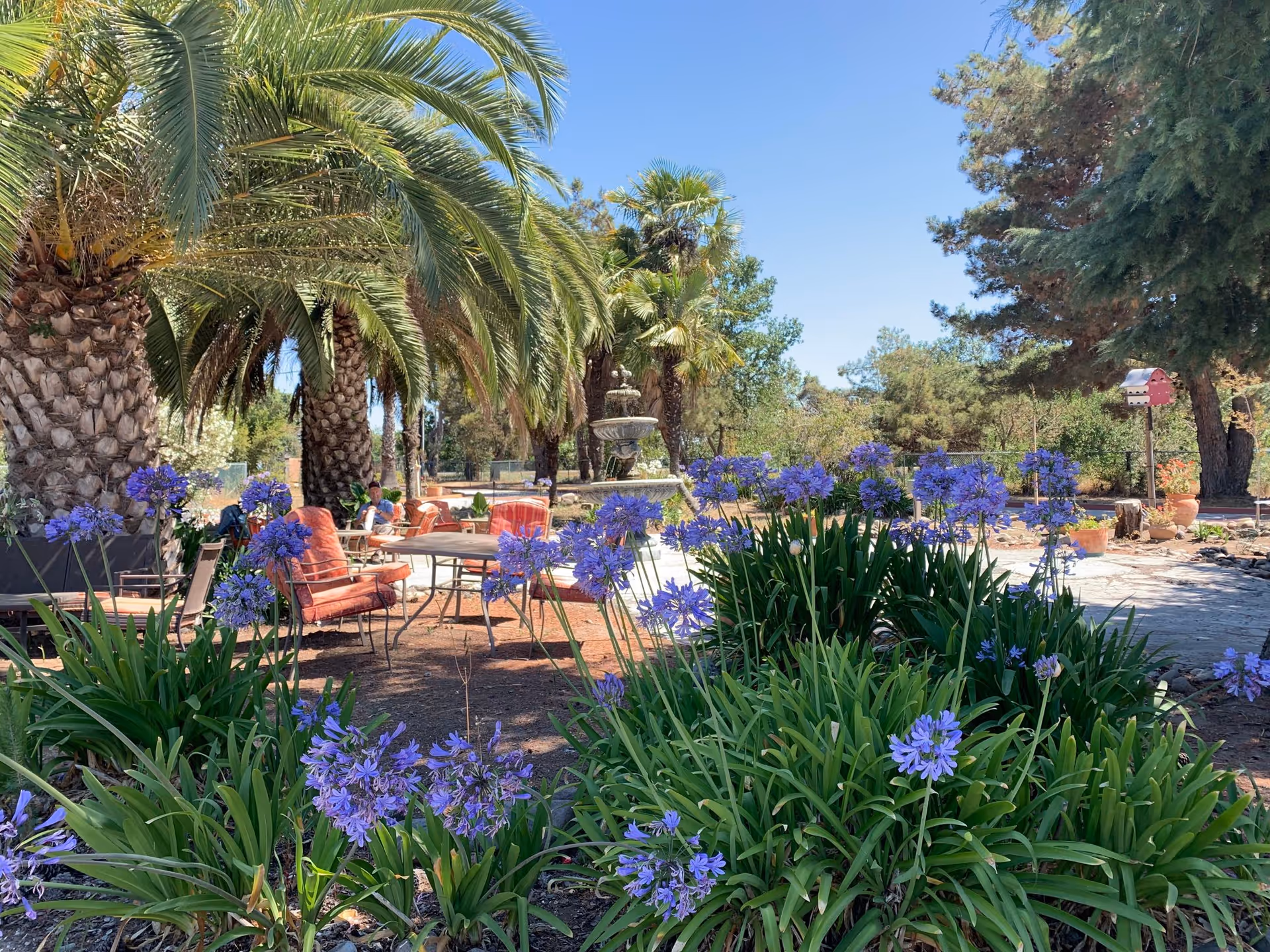Garden patio with palm trees, purple flowers, outdoor chairs and a fountain under a clear blue sky.