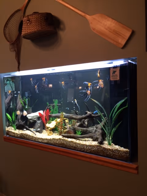 Built-in aquarium with angelfish, plants, and driftwood set into a wall beneath a decorative wooden paddle and fishing basket.