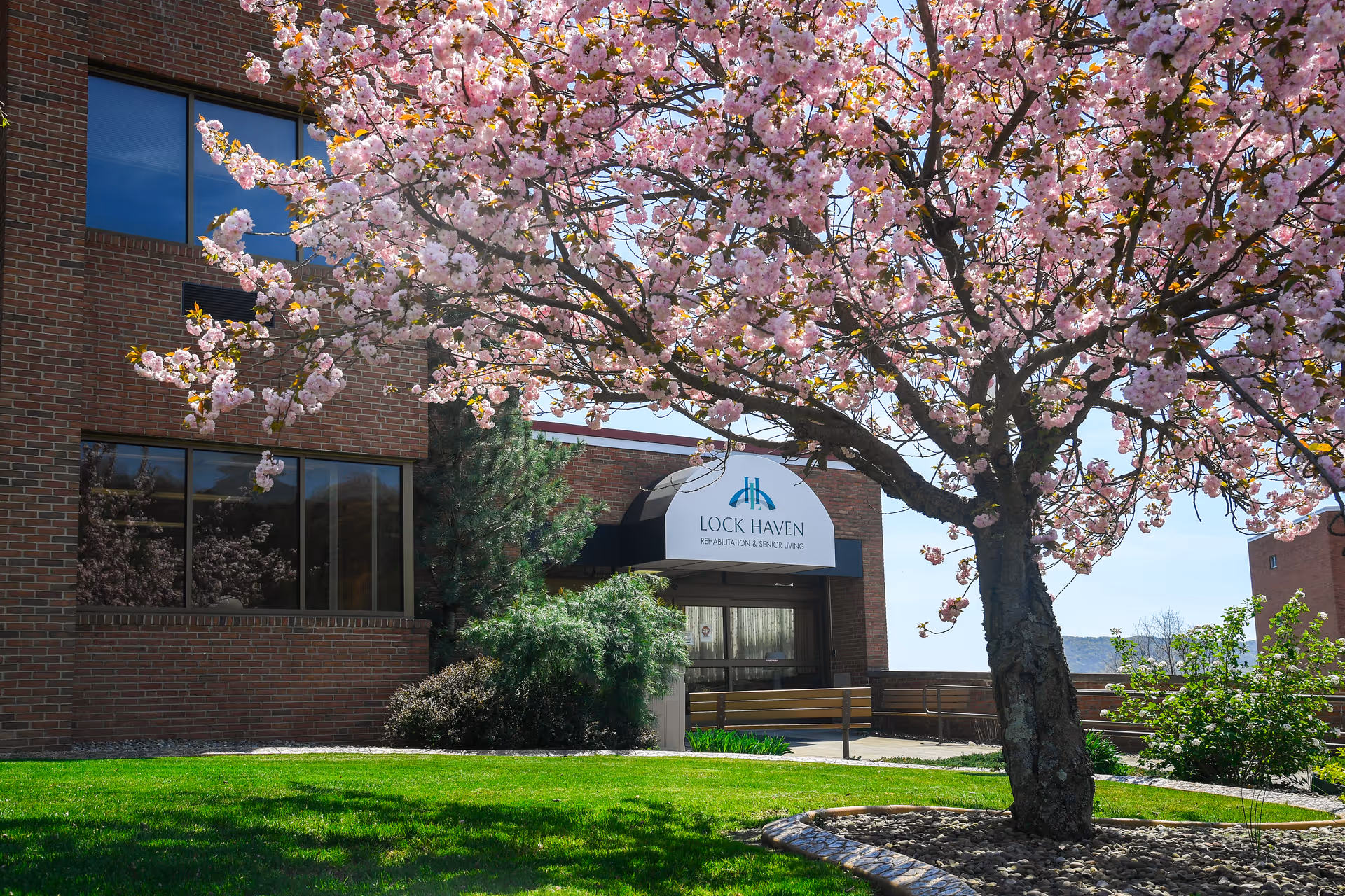 Brick exterior and entrance of Lock Haven Rehabilitation & Senior Living with a blooming pink cherry tree in the foreground.