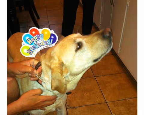 A yellow Labrador wearing a "Happy Birthday" headband while someone holds it on a tiled kitchen floor.
