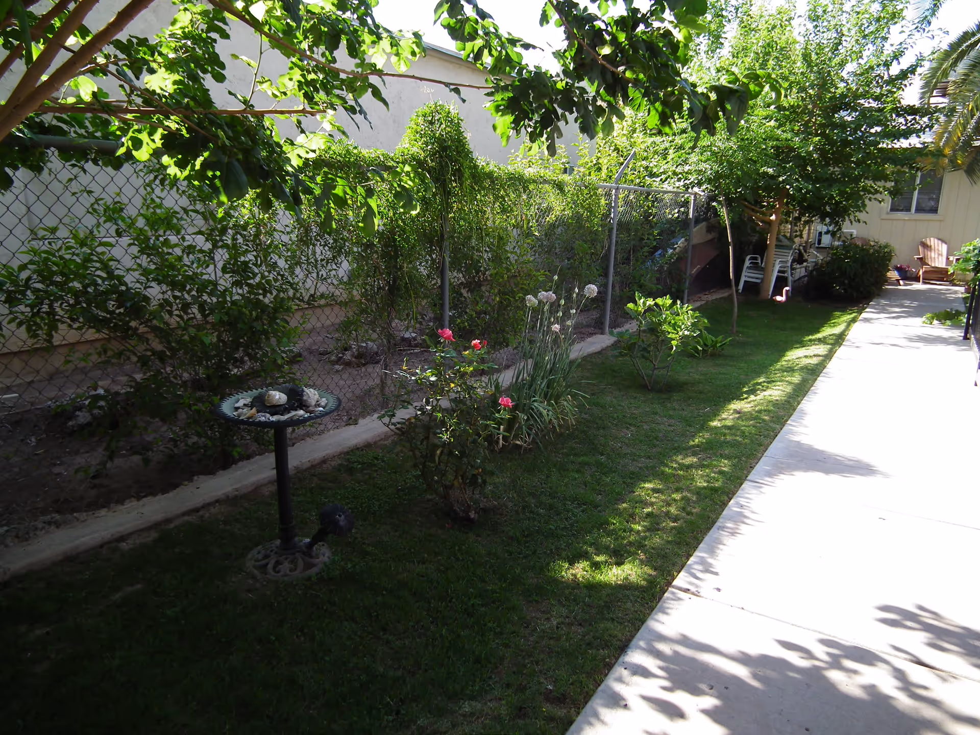 Narrow outdoor garden with a grassy strip, flowerbeds and a birdbath beside a sidewalk and chain-link fence.