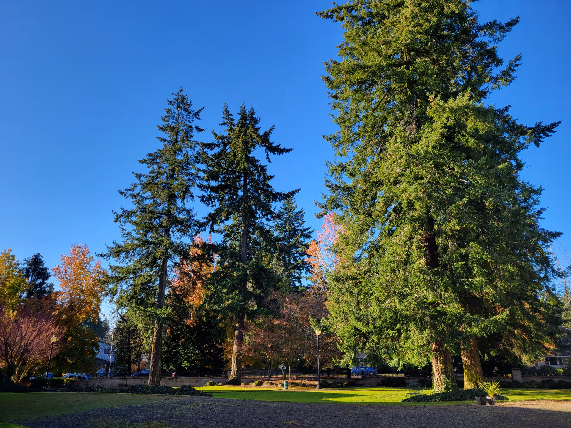 Sunlit grassy courtyard with several tall evergreen trees under a clear blue sky.
