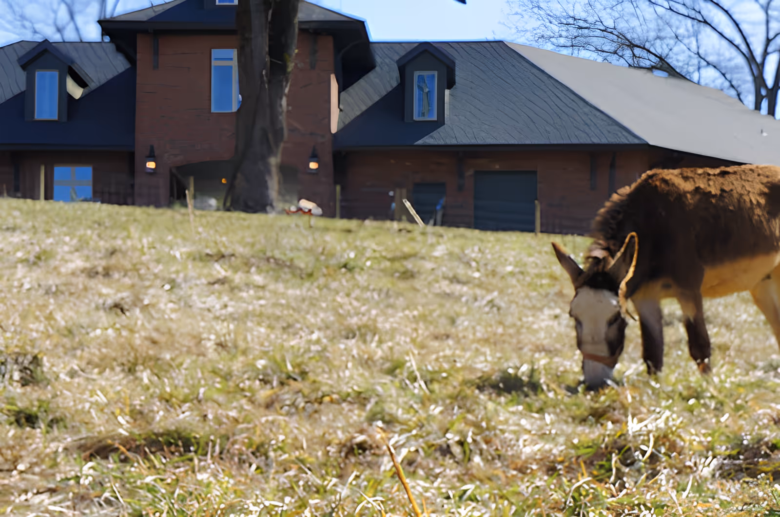 A donkey grazes on a grassy lawn in front of a large brick house.