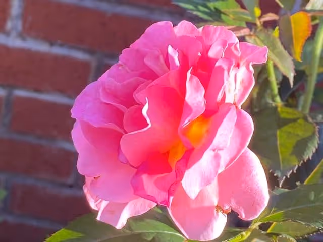 Close-up of a vibrant pink rose flower with green leaves and a brick wall in the background.