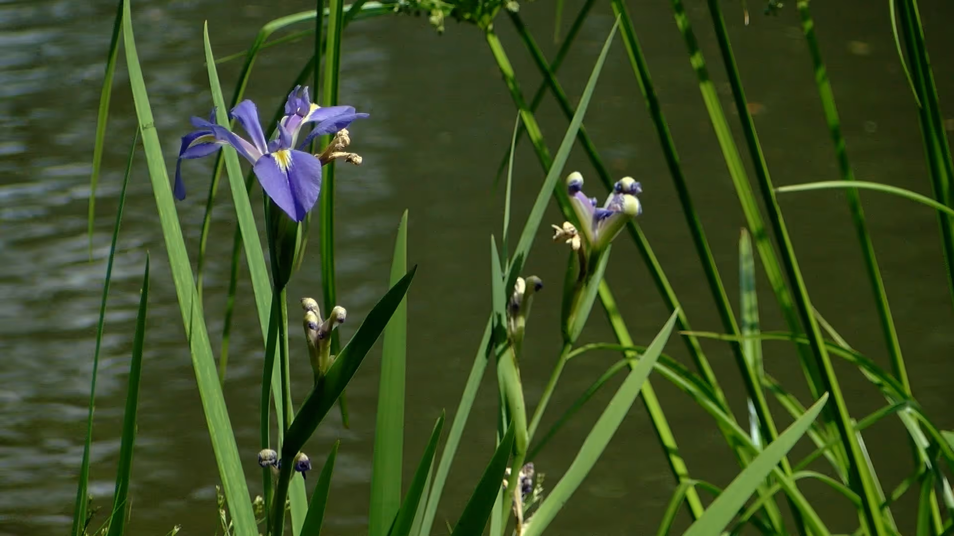 Purple iris flowers and tall green reeds growing at the edge of a pond.