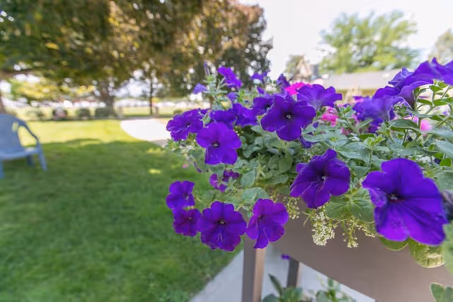 Close-up of vibrant purple flowers in a planter with a green lawn, trees, and a blue chair in the background under a clear sky.