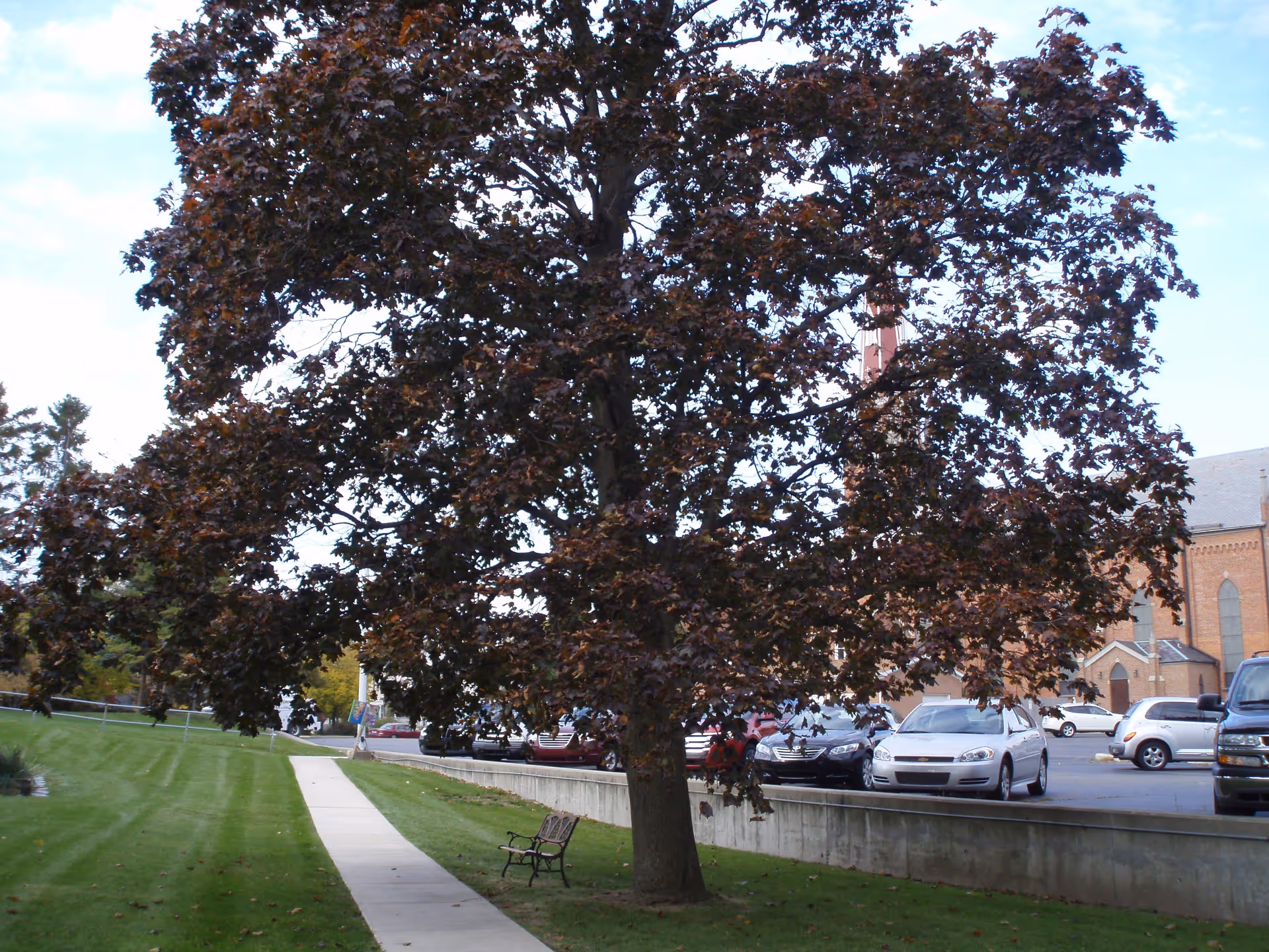Large leafy tree beside a sidewalk and bench on a grassy lawn with parked cars and a brick building in the background.