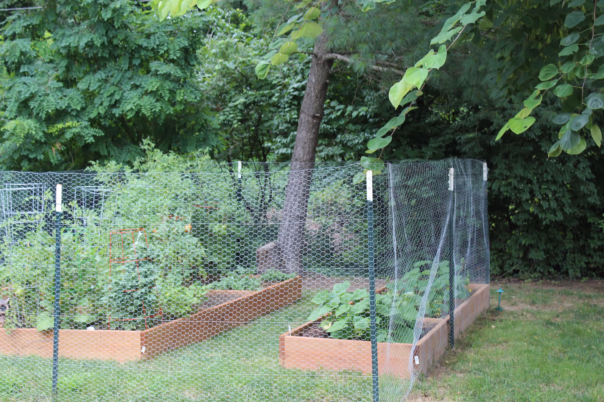 A fenced garden area with raised wooden garden beds containing various green plants and vegetables, surrounded by lush trees and greenery.