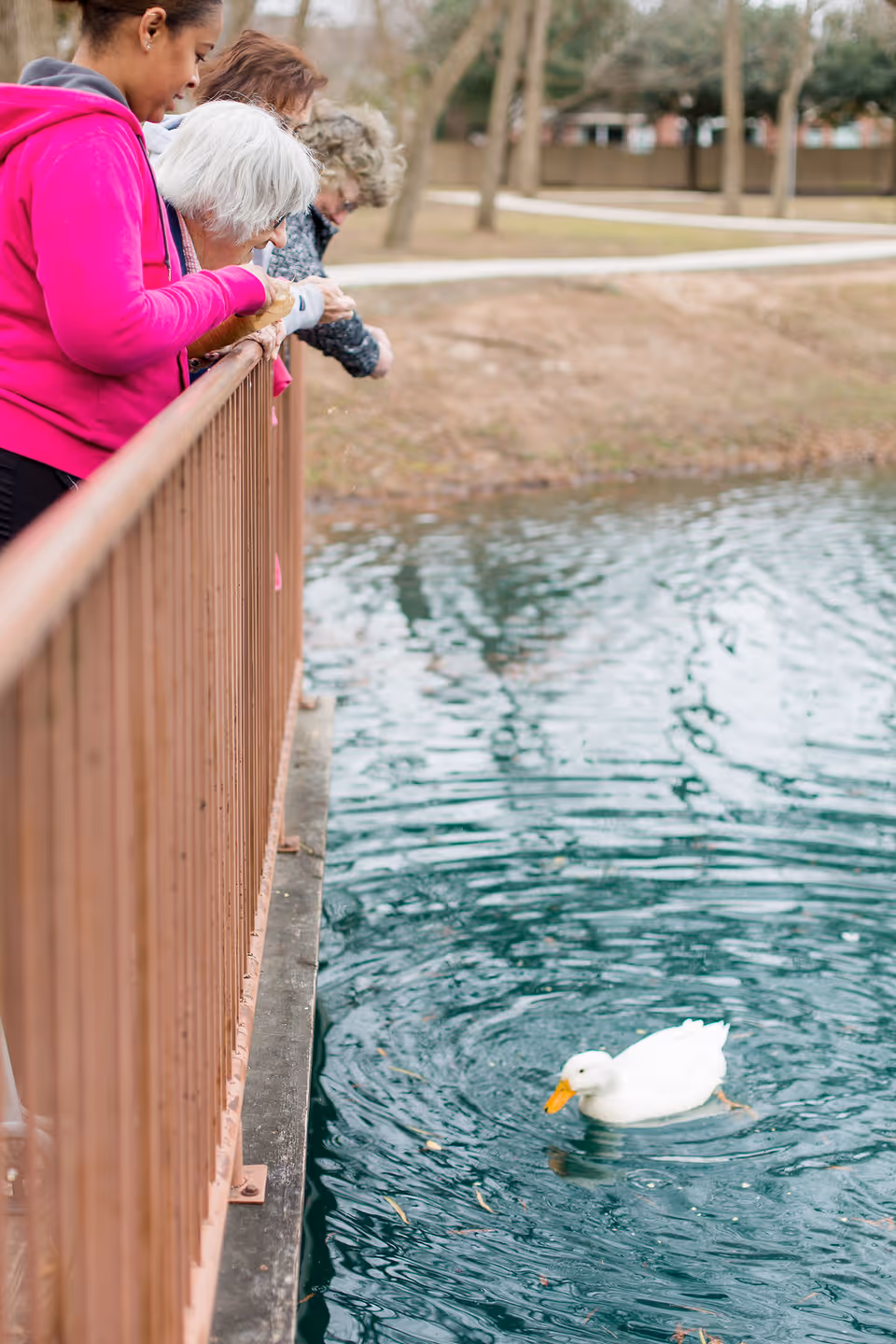 Four people leaning over a wooden railing looking at a white duck swimming in a pond below. The background shows a grassy area with trees and a walking path.