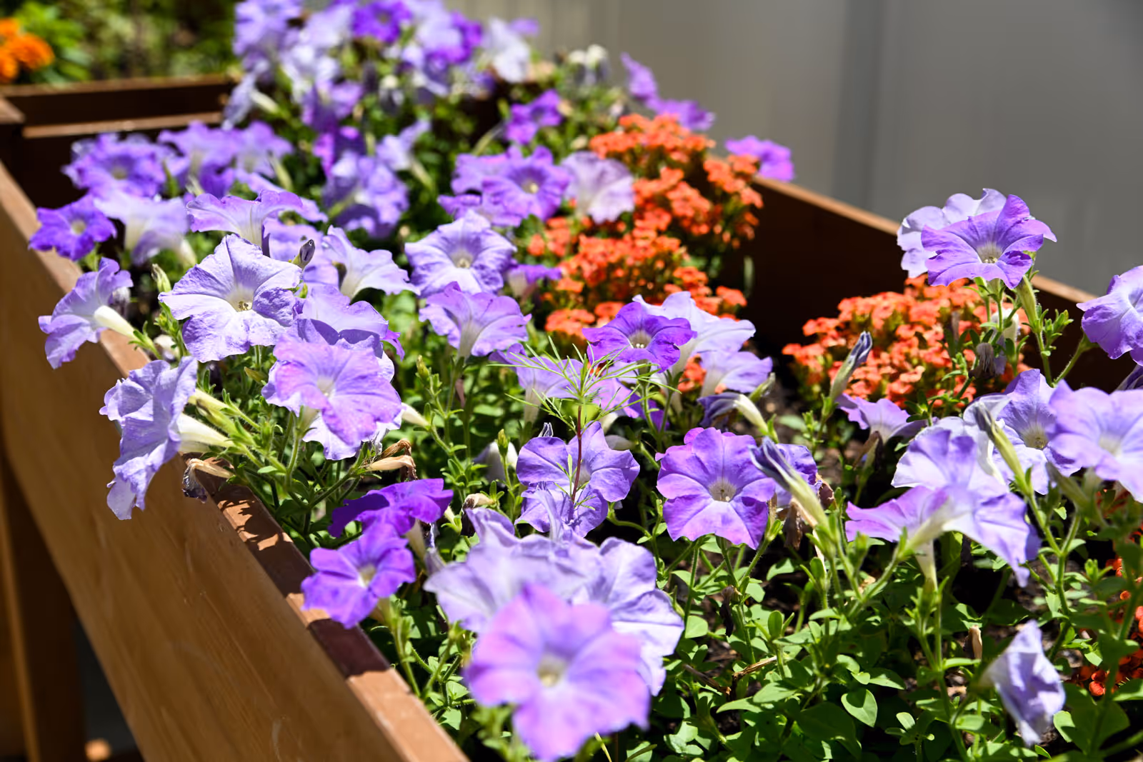 Purple petunias and small orange flowers growing in a wooden planter box in sunlight.
