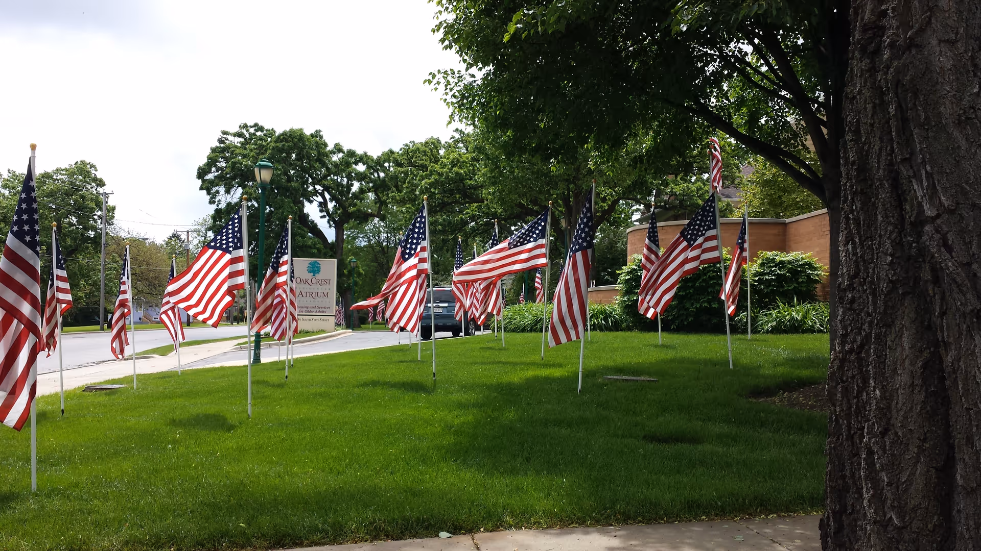 A grassy lawn with multiple American flags on white poles arranged in rows near a sidewalk. In the background, there is a sign for Oak Crest Residence & Atrium Apartments, some trees, a street, and a parked vehicle.
