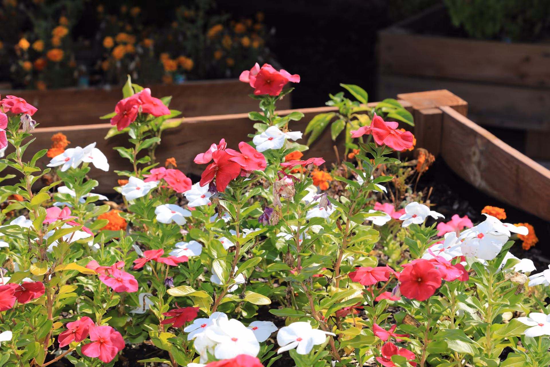 A vibrant garden bed filled with blooming pink, white, and orange flowers surrounded by wooden raised garden beds.