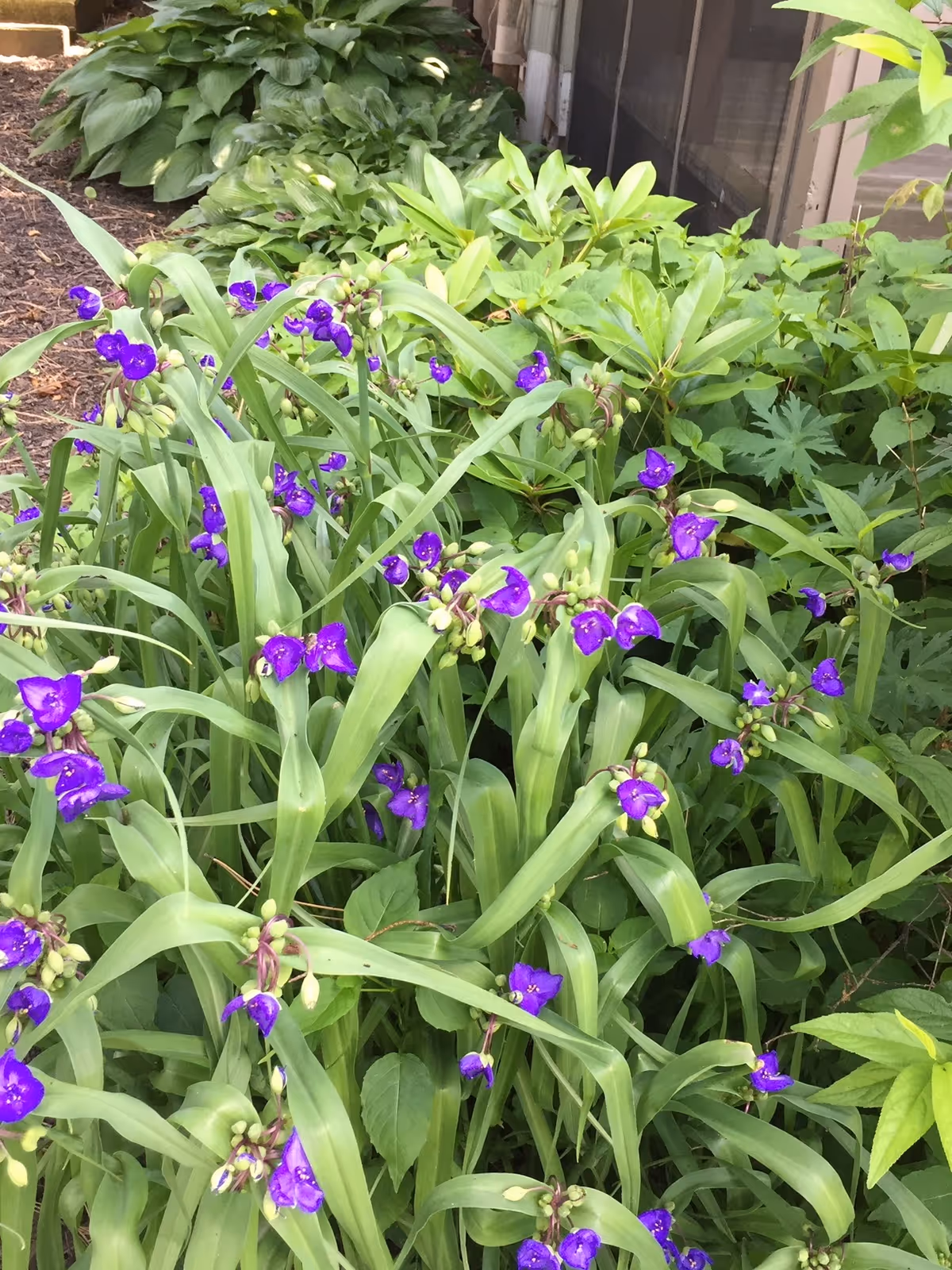 Cluster of green foliage and small purple flowers growing in a landscaped garden bed beside a building.