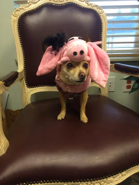 Small dog wearing a pink pig costume sitting on a brown leather chair.