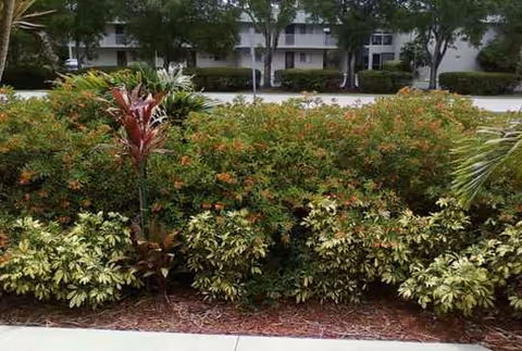 Exterior view of a senior living facility with shrubs, trees, and a walkway.