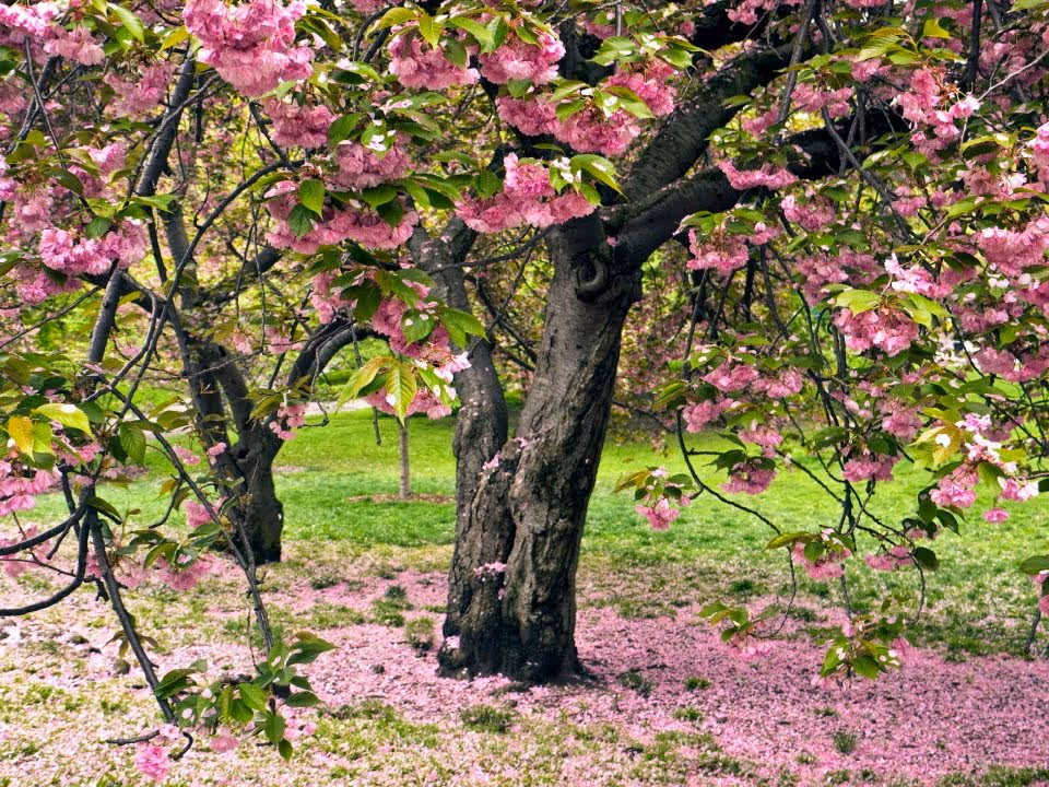 A tree with pink blossoms in full bloom, surrounded by green grass and fallen pink petals covering the ground beneath it.