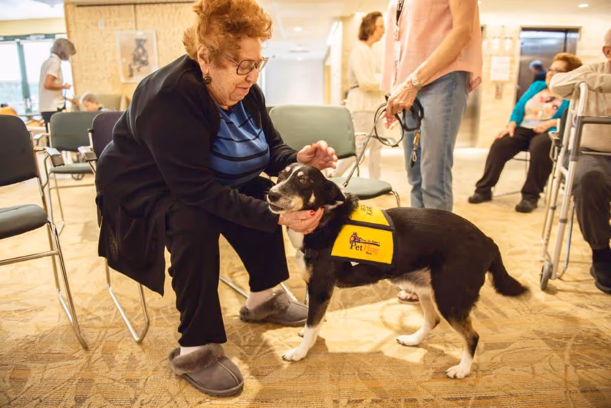 An elderly woman sitting on a chair indoors is petting a black and white therapy dog wearing a yellow vest labeled 'Pet'. Other elderly people and a person holding the dog's leash are visible in the background in a communal area.
