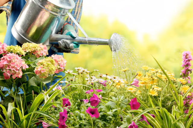 A person wearing gloves and a plaid shirt is watering a colorful garden filled with various flowers including pink, yellow, and white blooms using a metal watering can.