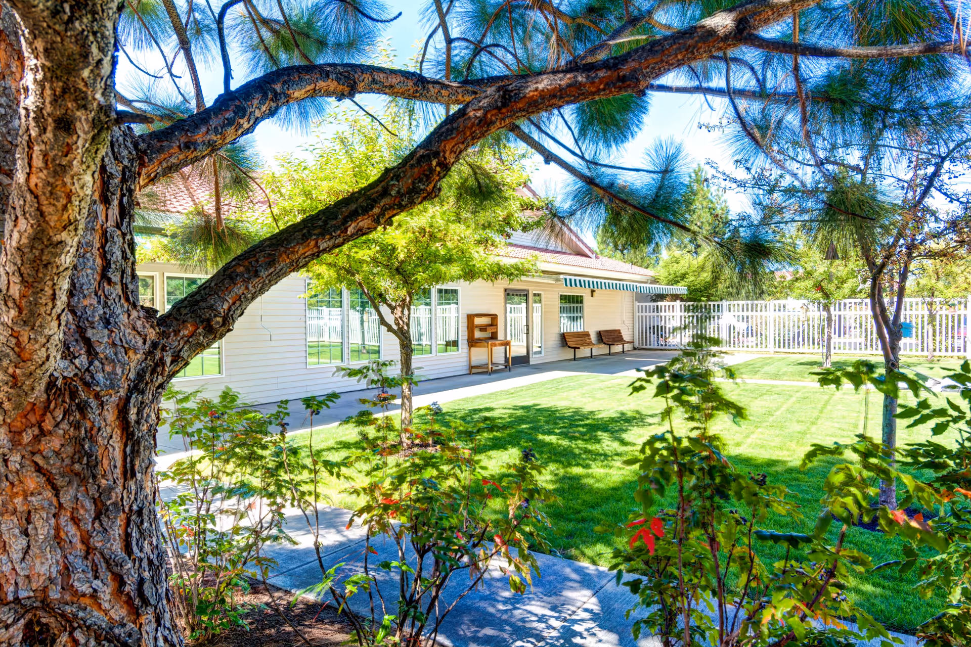 A sunny outdoor garden area at Aspen Ridge Memory Care featuring a large tree in the foreground, green grass, smaller trees, shrubs, a paved walkway, and a white building with large windows and a covered patio with benches.