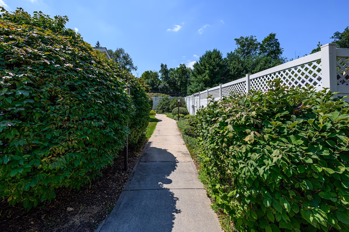Concrete walkway flanked by dense hedges and a white lattice fence under blue sky.
