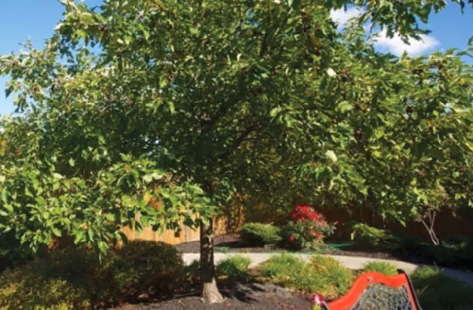A lush garden area with a large leafy tree in the center, surrounded by various shrubs and flowering plants. A curved pathway runs through the garden, and a red bench is partially visible in the foreground. The sky is clear and blue.