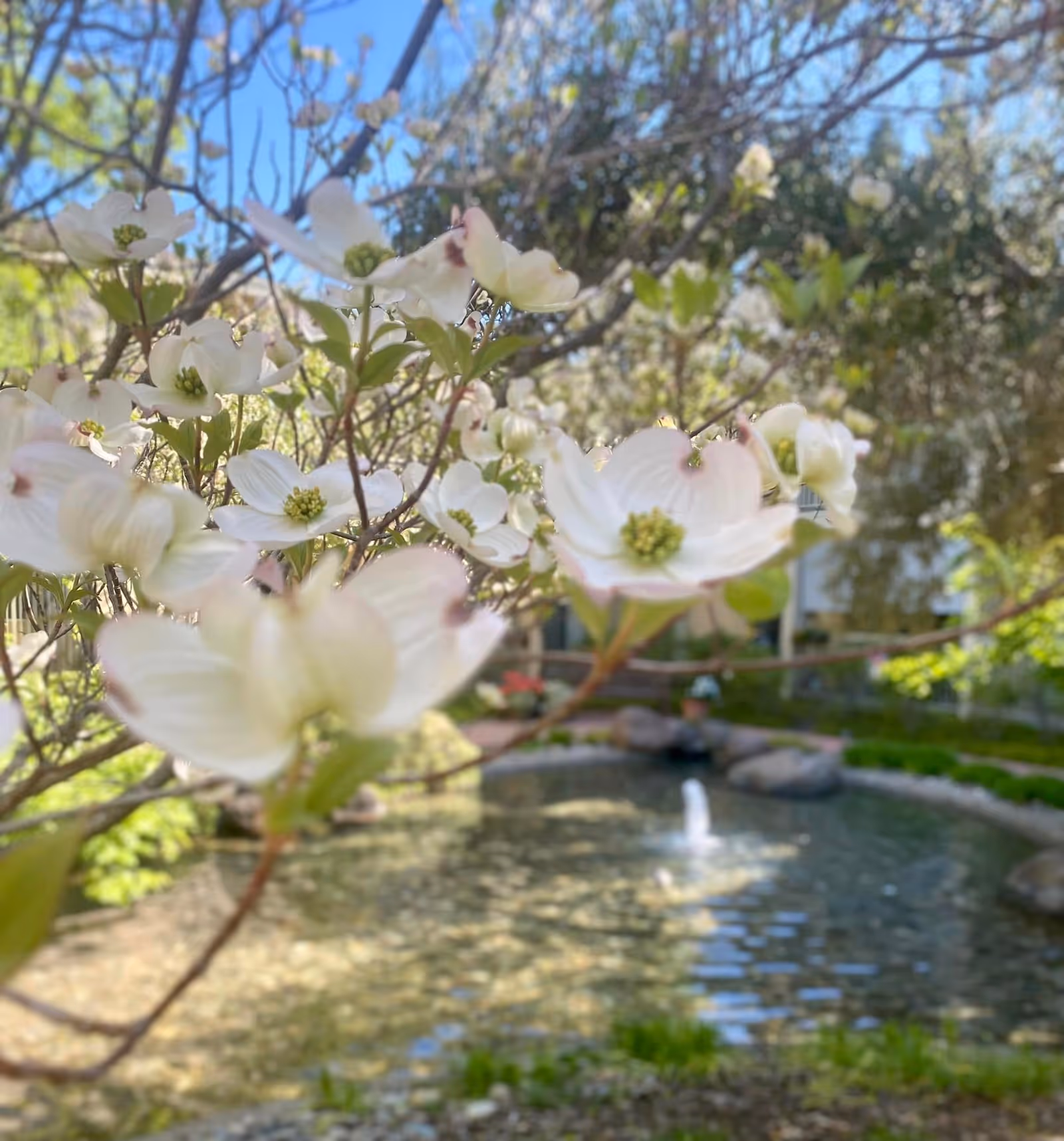 Close-up of white flowers on a tree branch with a small pond and fountain in the background, surrounded by greenery and trees under a clear blue sky.