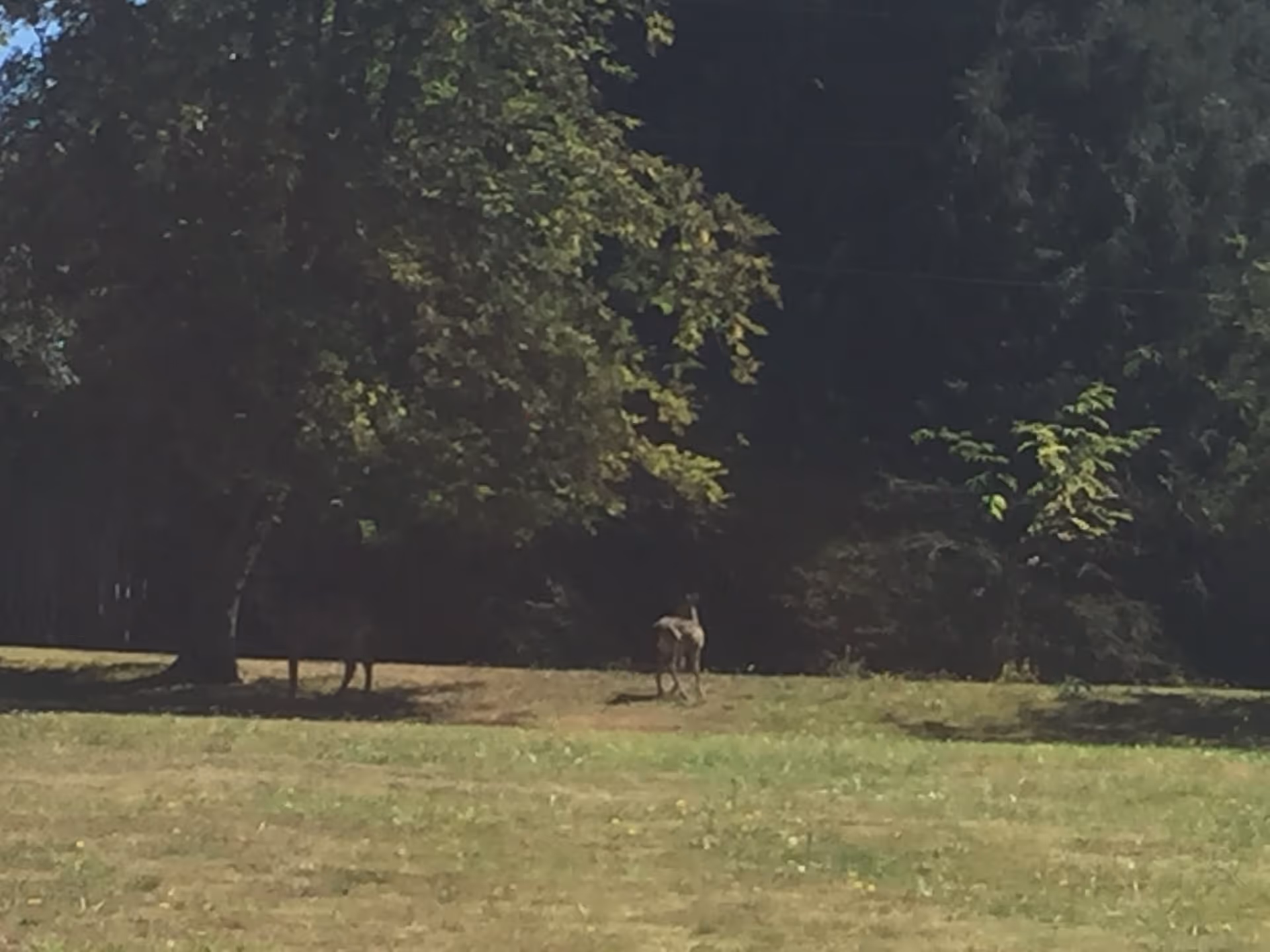 Grassy lawn and tree line with two deer standing near the trees.