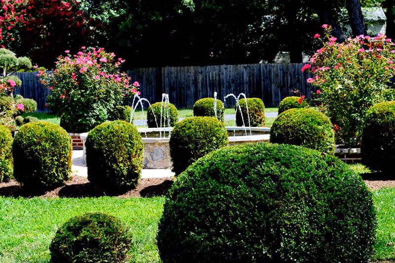 Manicured garden with rounded boxwood shrubs and a central fountain spraying arcing jets of water.